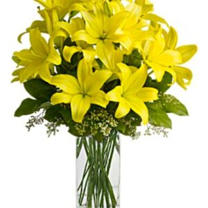 Lily Sunshine